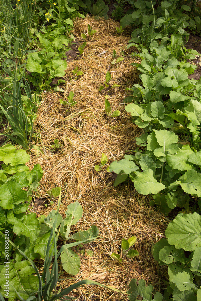 mixed landings are mulched on the bed, a permaculture method of growing plants mixed landings are mulched on the bed, a permaculture method of growing plants