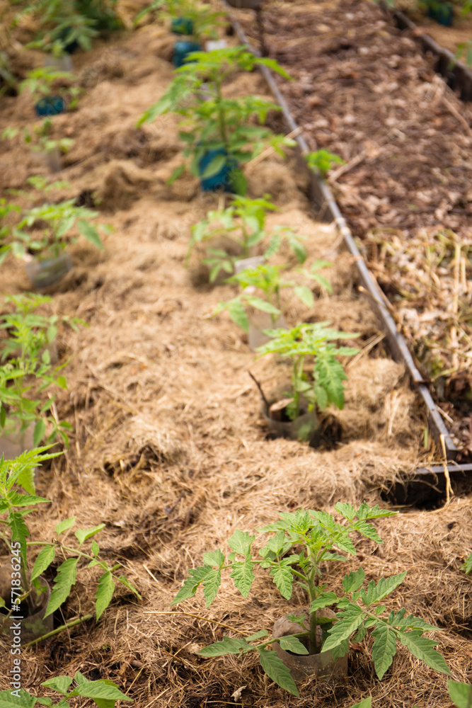 Growing tomatoes mulched with hay Growing tomatoes mulched with hay