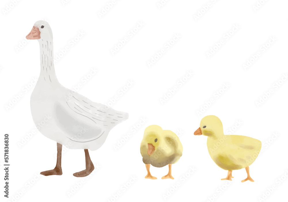 Watercolor bird set. Goose. Duck and Ducklings, Ogar duck, farm set. - obrazy, fototapety, plakaty 