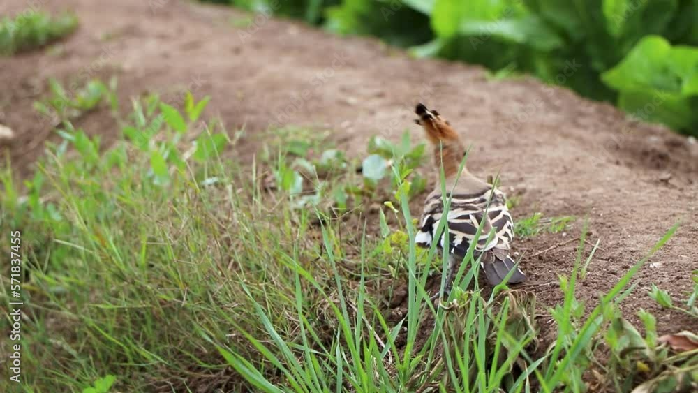 Utterly unmistakable orange bird with a zebra-striped wings The Eurasian hoopoe (Upupa epops) looks for food on the field in egypt. Utterly unmistakable orange bird with a zebra-striped wings The Eurasian hoopoe (Upupa epops) looks for food on the field in egypt.
