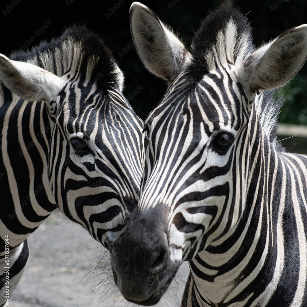 Animals Indonesia Animals Indonesia