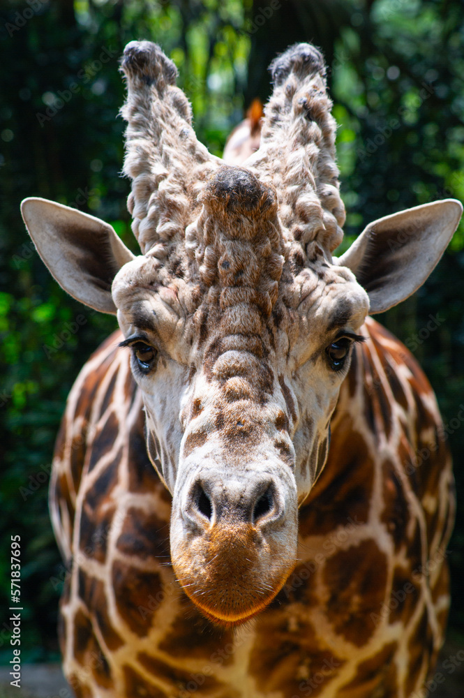 Fototapeta premium Animals Indonesia