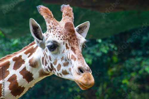Photography Animals Indonesia