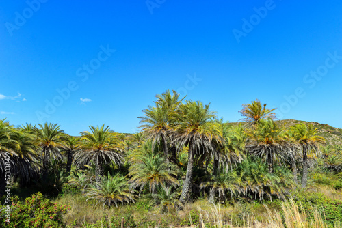 Palmenwald von Vai an der Ostküste der griechischen Mittelmeerinsel Kreta © Ilhan Balta