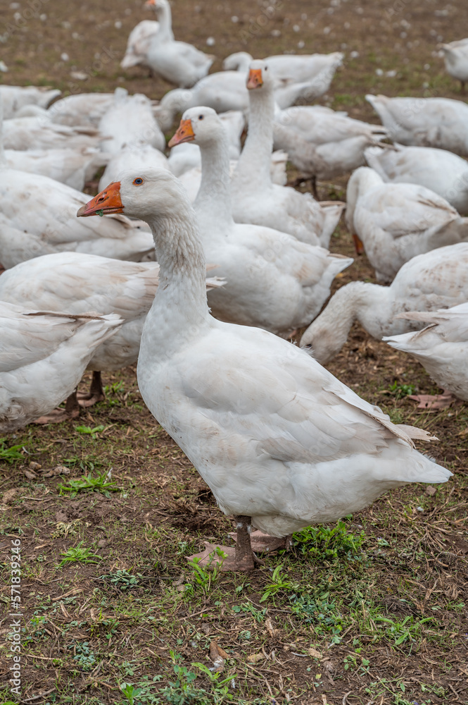 Close-up group of white Ducks, Geese on a farm looking for food Close-up group of white Ducks, Geese on a farm looking for food