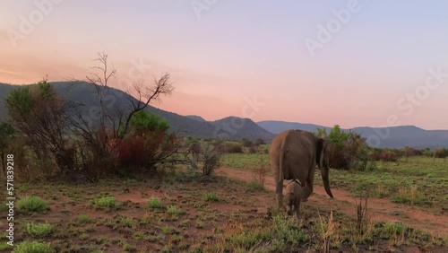 Elephant mom and baby on savanna in golden morning light, S Africa