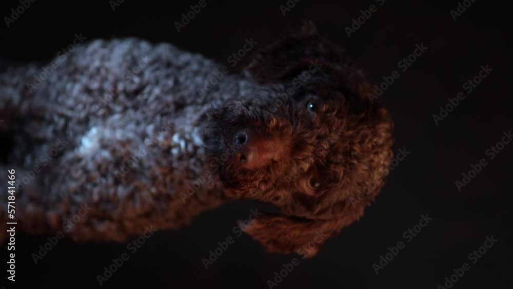 Andalusian Turk, dog portrait on a black background looking at the camera.Vertical video. Lifestyle Andalusian Turk, dog portrait on a black background looking at the camera.Vertical video. Lifestyle