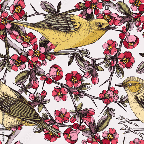 Vector spring background in engraved style. Yellow warbler sitting on blooming Japanese quince branch sketches in color. Songbird with beautiful flowers seamless pattern design for prints or textiles