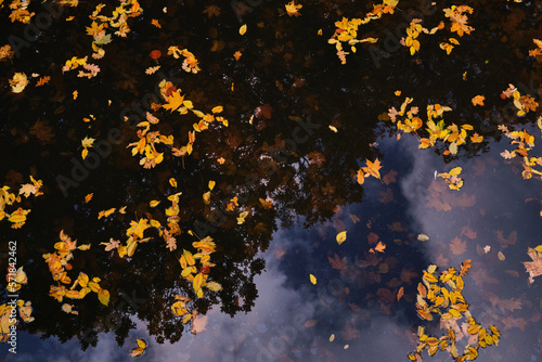 Bright view the autumn pond with orange and burgundy leave floating maple leaf