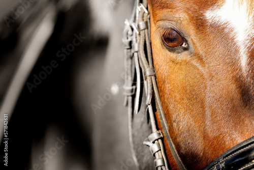 Horse with bridle, close-up of the eye area, processed in split toning..
