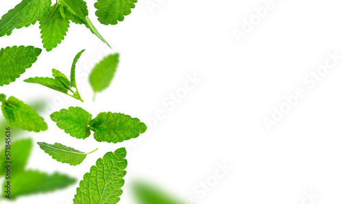 Mint leaf mockup. Fresh flying green mint leaves, lemon balm, melissa, peppermint isolated on white background. With clipping path. Cut out Mint leaf texture, pattern. Spearmint herbs photo