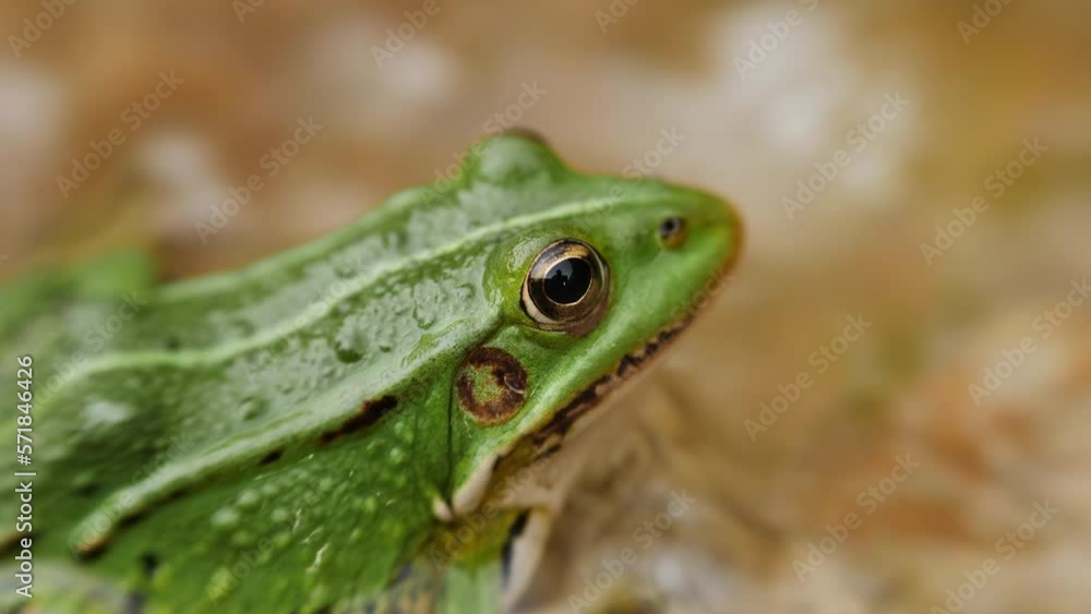 Green frog in water on stone, close up slow zoom in. Green frog in water on stone, close up slow zoom in.