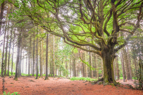 Cuadro en lienzo Ponthus, arbre remarquable en forêt de Brocéliande