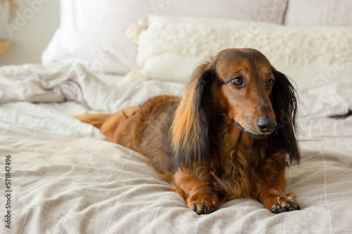 Red long haired dachshund lying on light bed and looking away