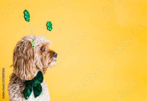 St Patrick's Day Dog