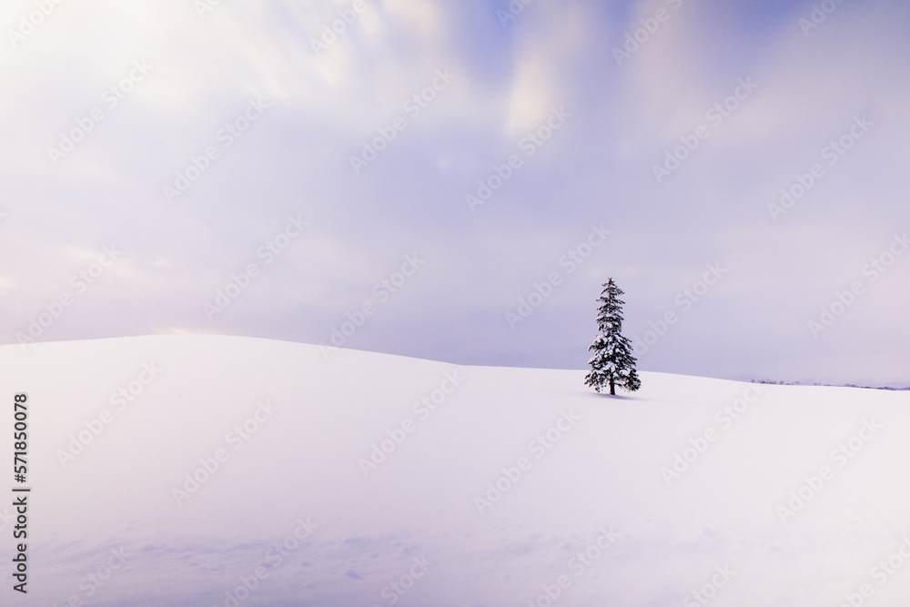 Fototapeta premium Christmas tree 