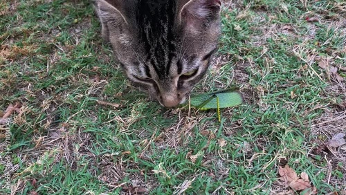 Striped pet cat sniffs large green Milkweed Locust on grassy lawn photo