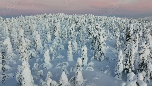 Aerial view in middle of arctic snowbound woodlands of Lappi, Northern Finland photo