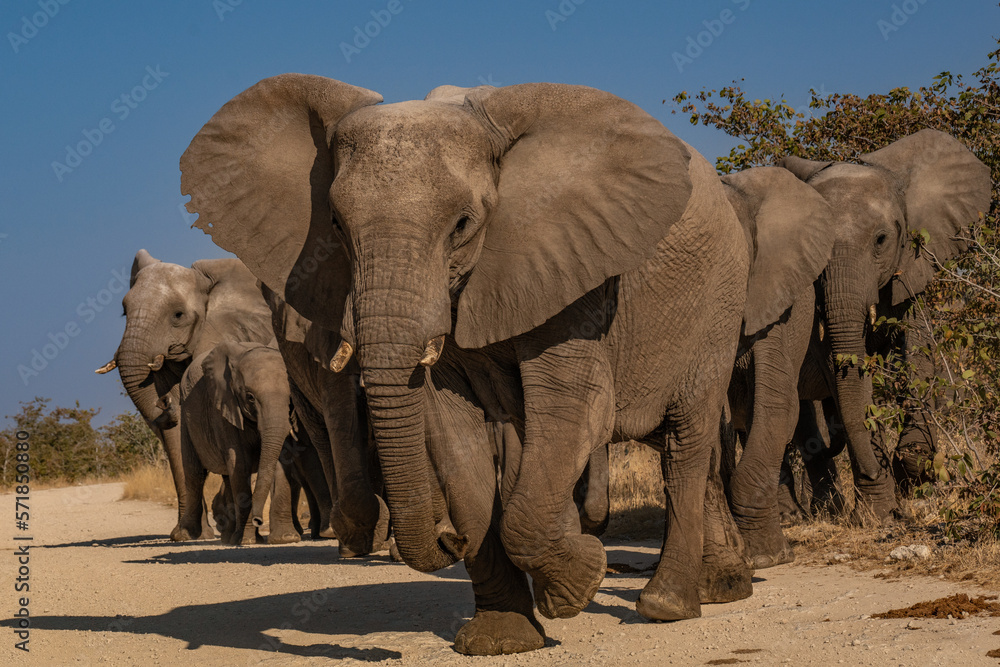 Fototapeta premium a herd of African elephants walking along the road to the watering hole of namibia