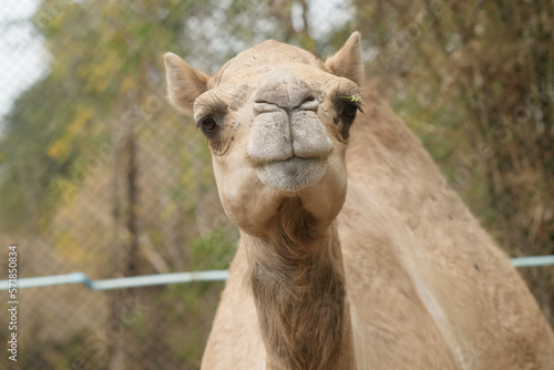 portrait of a camel close up