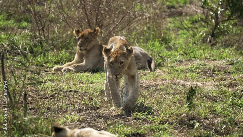 Young male lion walking toward the camera with another lion out of focus in the foreground and a lioness in the background surrounded by African bush. Young male lion walking toward the camera with another lion out of focus in the foreground and a lioness in the background surrounded by African bush.