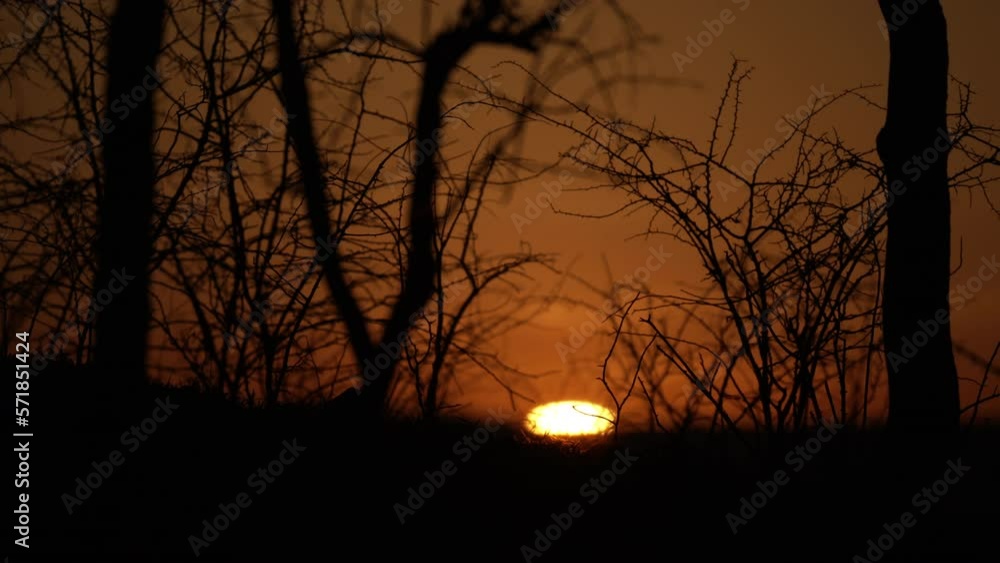 Wide sunset shot through a forest of thorny trees in the African bush. Wide sunset shot through a forest of thorny trees in the African bush.
