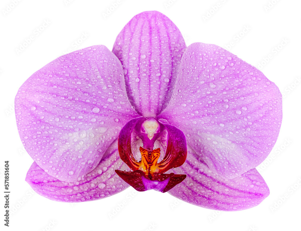 Orchid flower with water drops isolated. png transparent Orchid flower with water drops isolated. png transparent