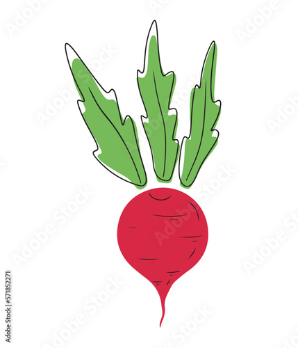 Violet red beet with leaves with black line isolated on white background. Hand drawn vector flat cartoon illustration. Sugar beetroot, fresh vegetable, healthy nutrition, cooking, farm, ingredient.