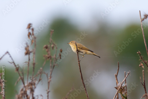 yellow bird looking around  in woodland, Common Chiffchaff, Phylloscopus collybita photo