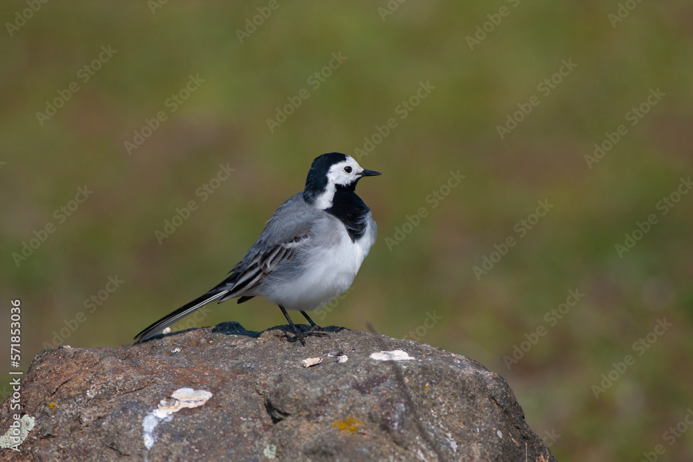 little bird watching around on the stone, White Wagtail, Motacilla alba little bird watching around on the stone, White Wagtail, Motacilla alba