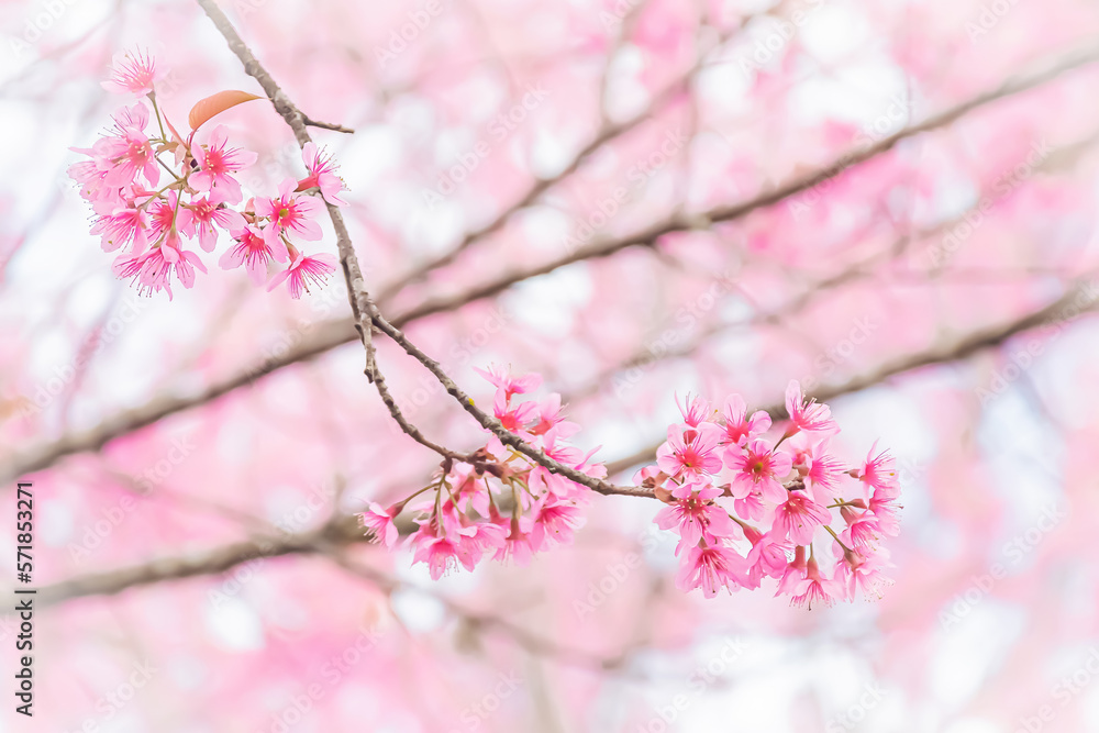Obraz premium Beautiful Wild Himalayan Cherry Blooming pink Prunus cerasoides flowers at Phu Lom Lo Loei and Phitsanulok of Thailand
