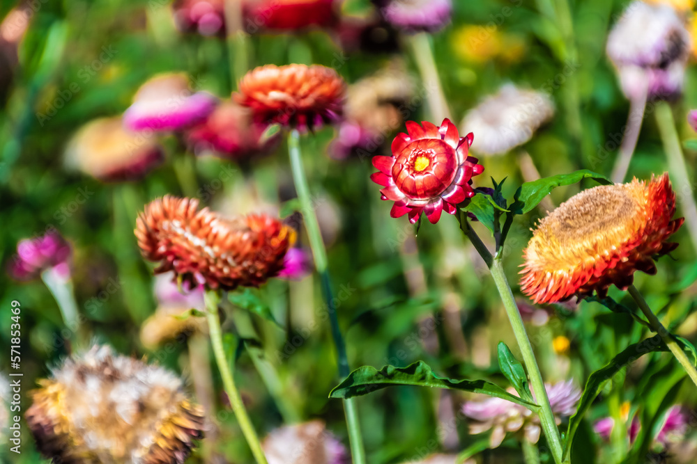Beautiful meadow wildflowers straw flower in the mountains Phu Hin Rong Kla National Park, Thailand Beautiful meadow wildflowers straw flower in the mountains Phu Hin Rong Kla National Park, Thailand