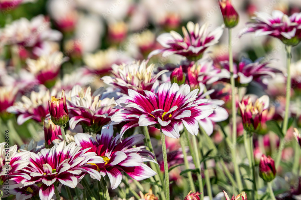 Flowers of white-pink chrysanthemums close-up on a blurred background Flowers of white-pink chrysanthemums close-up on a blurred background