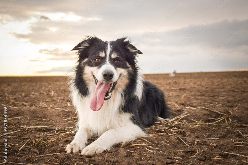 Border collie is lying on the field. He is so crazy dog on trip.