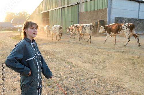 Valokuvatapetti Rentrée des vaches pour la traite sous la conduite de la salariée agricole de l'exploitation