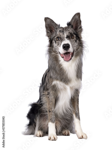 Leinwand Poster Young adult blue merle Border Collie dog, sitting up facing front
