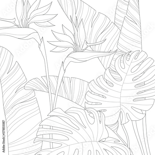 Realistic bird of paradise flowers and tropical monstera leafs sketch template. Cartoon vector illustration in black and white for games. Childrens story book, coloring paper, page. Print for fabrics