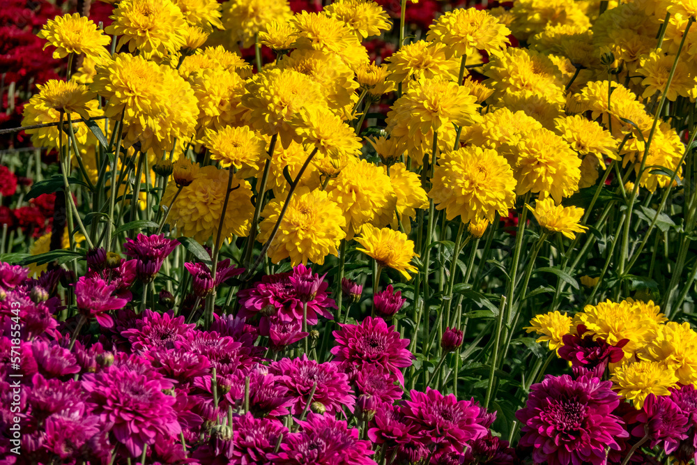 Fototapeta premium Flowers and buds of yellow chrysanthemums close-up on a blurred background