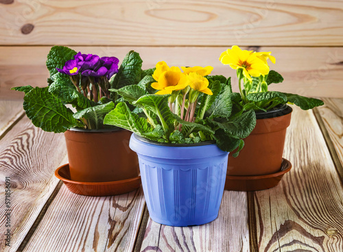 Yellow and purple primrose flowers in pots in spring. Home growing flowers. Spring home flowers on a light background.