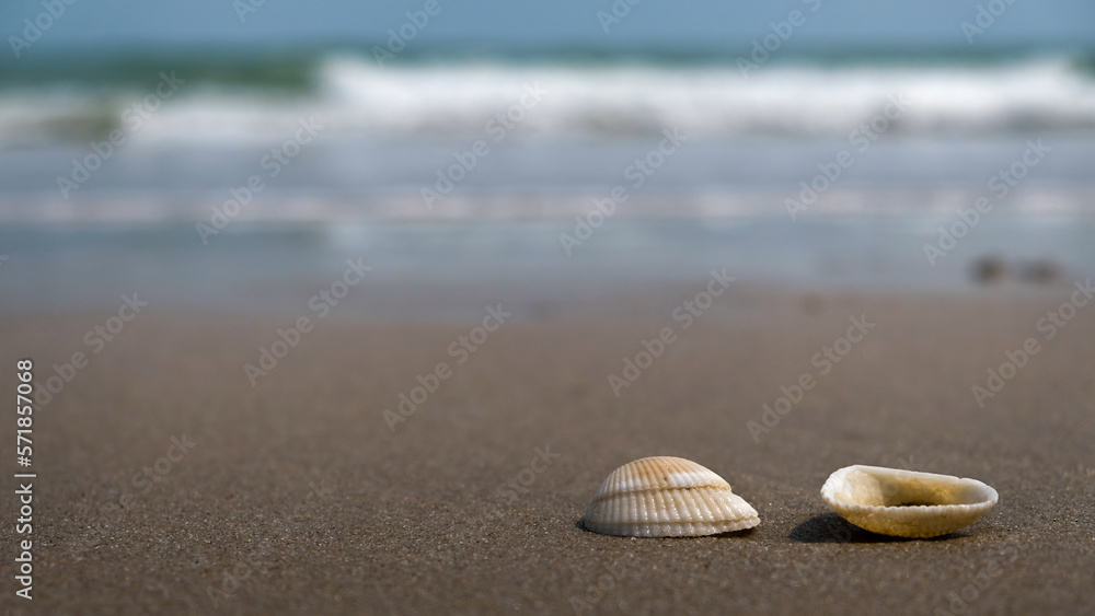 shells on the beach shells on the beach