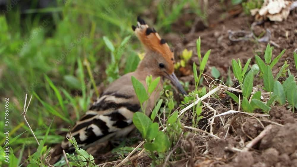 Utterly unmistakable orange bird with a zebra-striped wings The Eurasian hoopoe (Upupa epops) looks for food on the field in egypt. Utterly unmistakable orange bird with a zebra-striped wings The Eurasian hoopoe (Upupa epops) looks for food on the field in egypt.