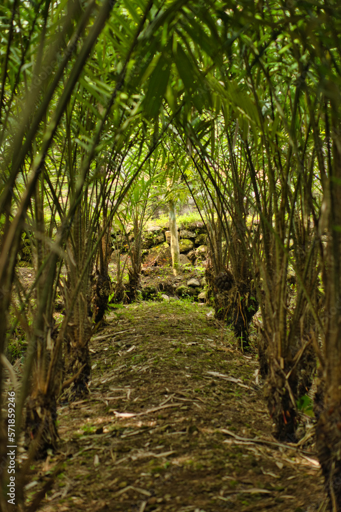 Obraz premium snake fruit palm tree spines, of thorns on the leaves of a snake fruit tree, salak pondoh, salacca zalacca
