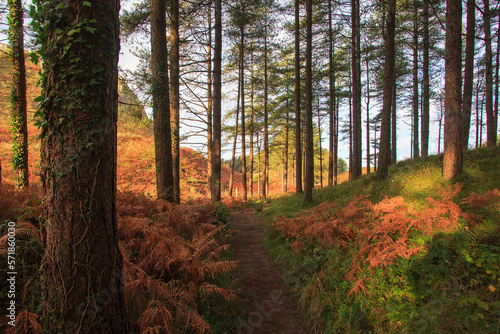 Path through the trees at Cwm Ivy Woods on the North gower coast in Autumn with red bracken. photo