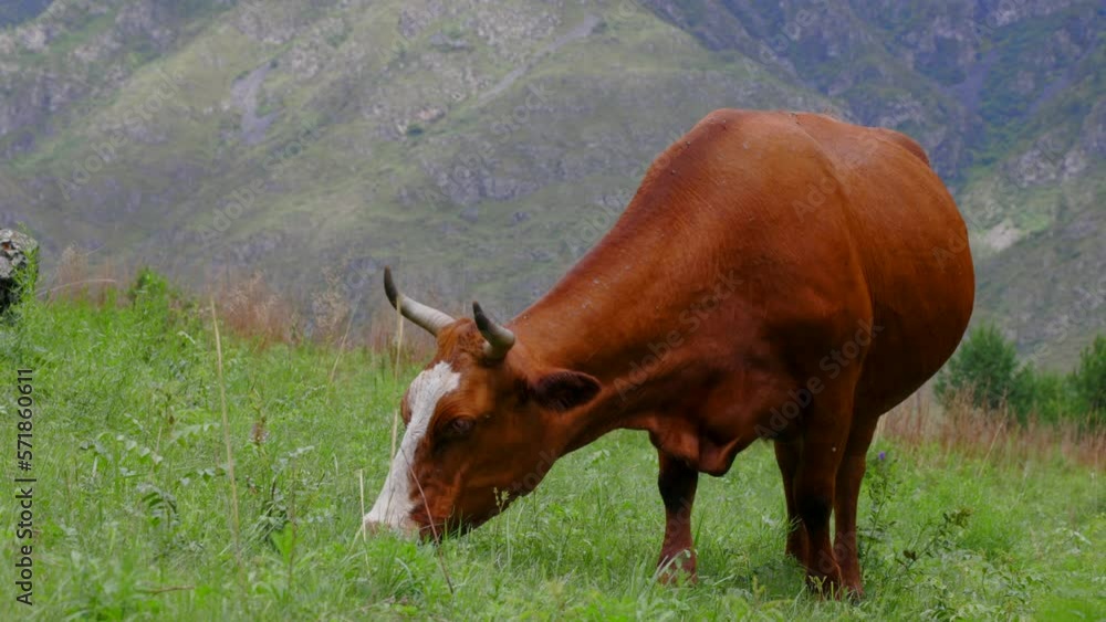 Village cow with long horns slowly plucks the grass in a green pasture. On the green slope grazes a red dairy cow. Feeding a cow in an ecologically clean meadow in the mountains Village cow with long horns slowly plucks the grass in a green pasture. On the green slope grazes a red dairy cow. Feeding a cow in an ecologically clean meadow in the mountains