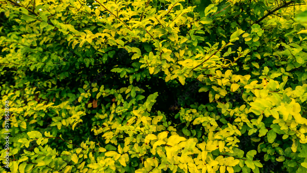 Obraz premium beautiful and stunning yellow leaves as background