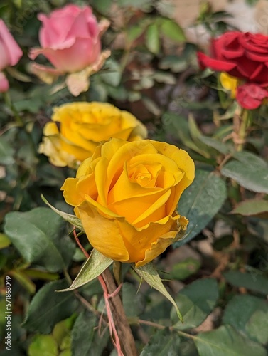 The yellow rose  Rose garden.