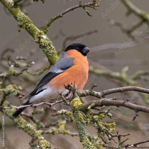 Male Bullfinch on a branch