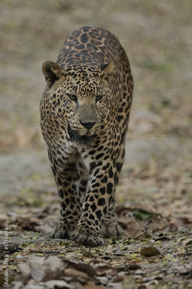 Big cat Leopard tiger walking and looking to camera Big cat Leopard tiger walking and looking to camera