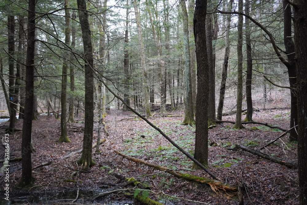footpath in the woods