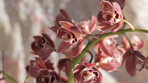 This video shows a close up look of a beautiful cymbidium orchid  photo